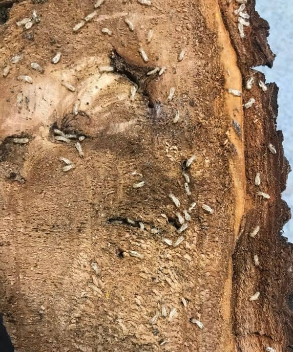Termites in dead tree bark. termites living inside a piece of a dead tree.